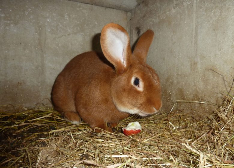 Le lapin de la Ferme pédagogique les 2 Collines