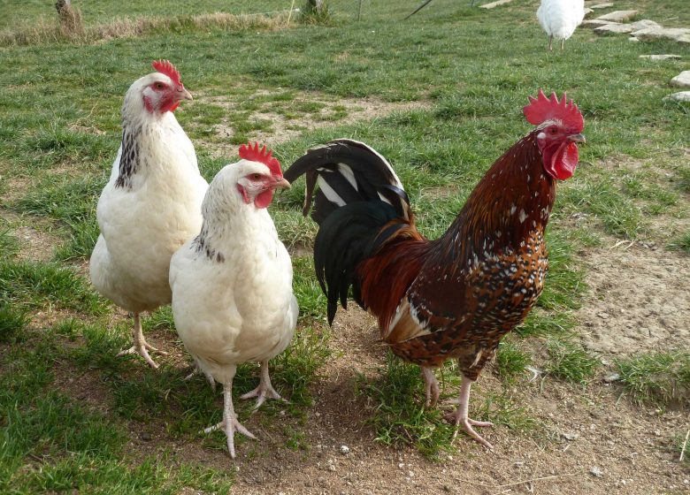 Les poules de la Ferme pédagogique les 2 Collines