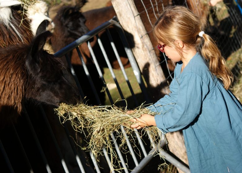 Enfants qui nourri les lamas