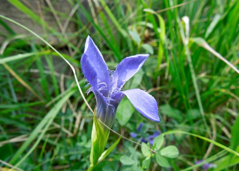 Gentiana ciliata