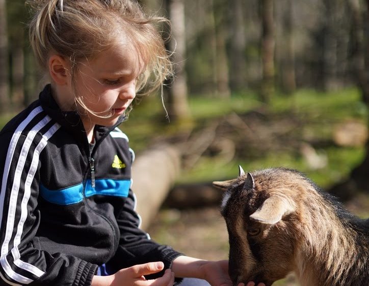 Enfant et chevres naines