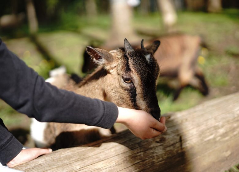 Nourrir une chèvre enfant