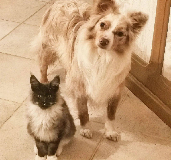 Tokyo notre chat et Myska notre chien, nos pots de colle adorés, que vous pourrez apercevoir chez nous