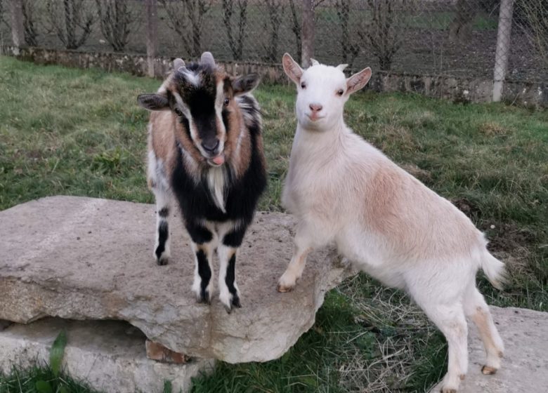 Toundra et Shapy, nos amours de biquettes, que nous vous emmènerons caresser si vous en avez envie