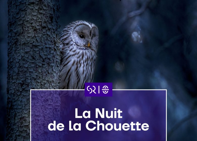 Vignette nuit chouette