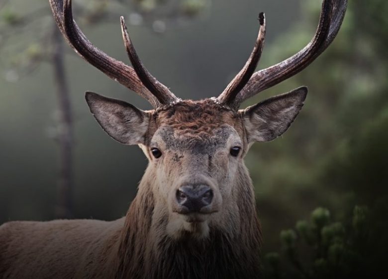 Photographie de Vincent Munier