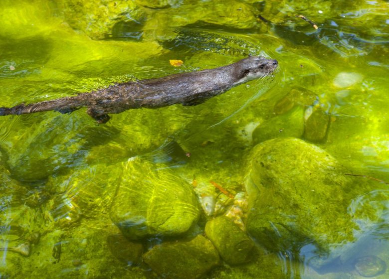 La loutre mystérieuse